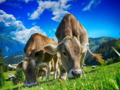 Finnish dairy brand ?Valio profits go only to the 