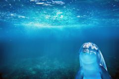 Dolphins use signature whistles to represent other