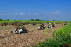 Eco revolution in India agricultural project could