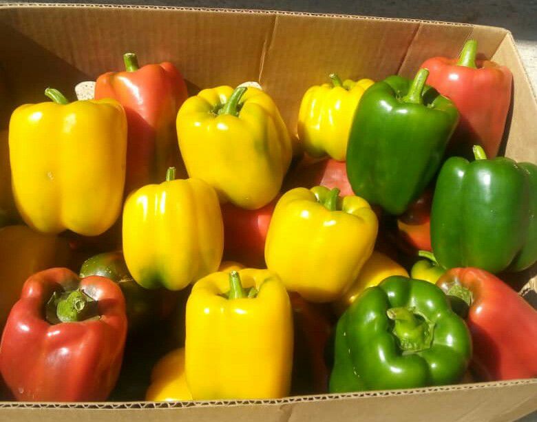 WE OFFER HEALTHY ORGANIC PRODUCES